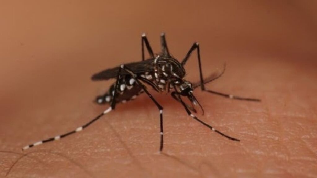 Goiás já registra quase 3 mil casos de dengue em 2025 e acende alerta 7 inbound7030916015547140866 2