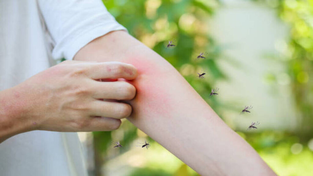 Goiânia Decreta Estado de Emergência Após Alto Registro de Casos de Dengue 1 istockphoto 1224060965 612x612 1