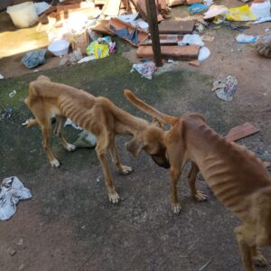 PCGO Realiza Resgate de Animais em Situação de Maus-Tratos em Goiânia 3 whatsapp image 2025 02 27 at 20.21.50