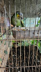 PCGO Realiza Resgate de Animais em Situação de Maus-Tratos em Goiânia 4 whatsapp image 2025 02 27 at 20.21.52 1