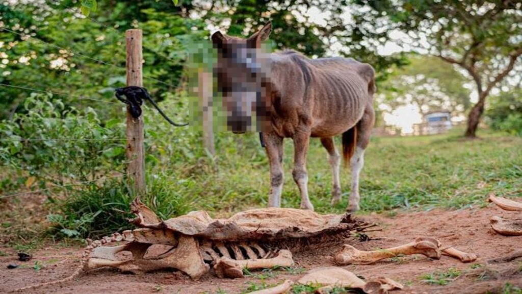 Polícia Desmantela Abatedouro Ilegal de Cavalo e Descobre Comercialização de Carne como Hambúrguer 7 WhatsApp Image 2025 03 10 at 09.01.17