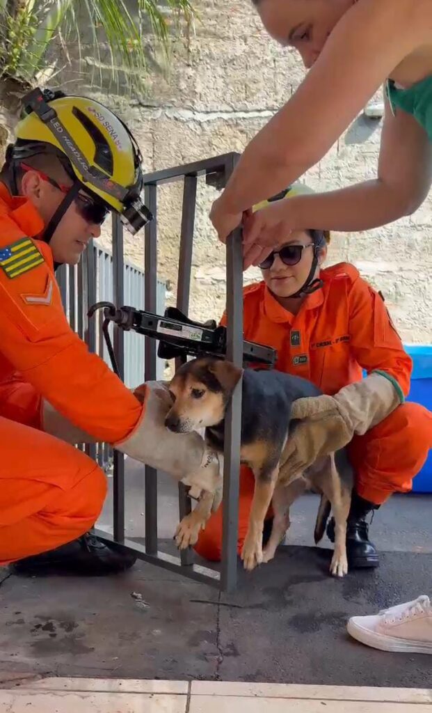 Bombeiros Resgatam Cão Preso em Grade de Residência em Aparecida de Goiânia 1 WhatsApp Image 2025 03 18 at 11.23.41