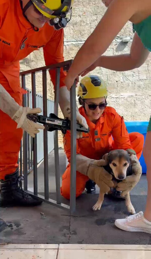 Bombeiros Resgatam Cão Preso em Grade de Residência em Aparecida de Goiânia 2 WhatsApp Image 2025 03 18 at 11.23.42