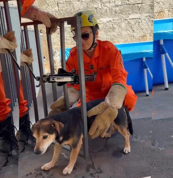 Bombeiros Resgatam Cão Preso em Grade de Residência em Aparecida de Goiânia 1 i