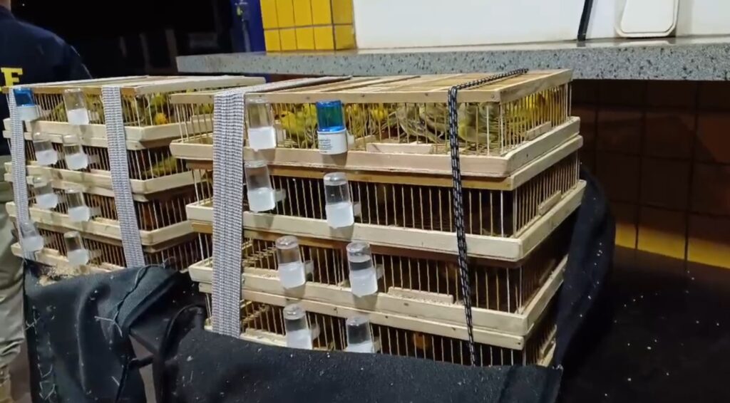 PRF Realiza Duas Apreensões de Animais Silvestres em Goiás: Mais de 200 Aves e Diversos Animais Abatidos 1 image 62 1