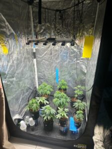 PCGO Desmantela Rede de Produção e Venda Ilegal de Produtos Derivados de Maconha 2 whatsapp image 2025 03 20 at 08.53.52 2