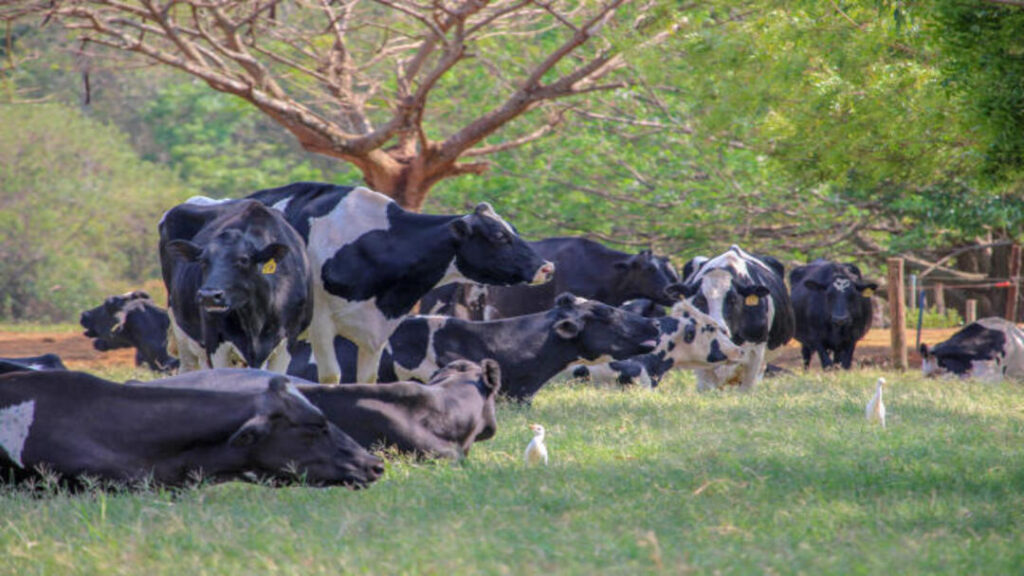 Vaqueiro Morre Enforcado ao Tentar Laçar Boi em Fazenda de Niquelândia 6 Imagem Ilustrativa - Banco de imagens embrapa.br