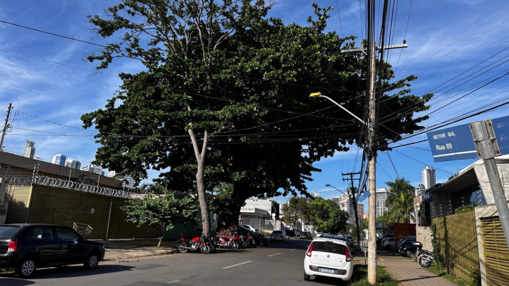 Comurg Realiza Remoção de Árvores Condenadas no Setor Sul de Goiânia 9 image 2025 04 03T093610.966 2