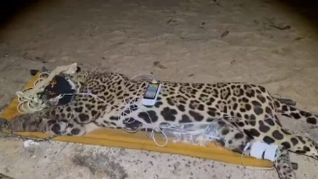 Operação Captura Onça-Pintada que Matou Caseiro em Pantanal 5 Captura de onça