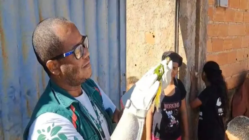 Amma Resgata Periquito-Maracanã em Goiânia 6 Periquito-maracanã resgato