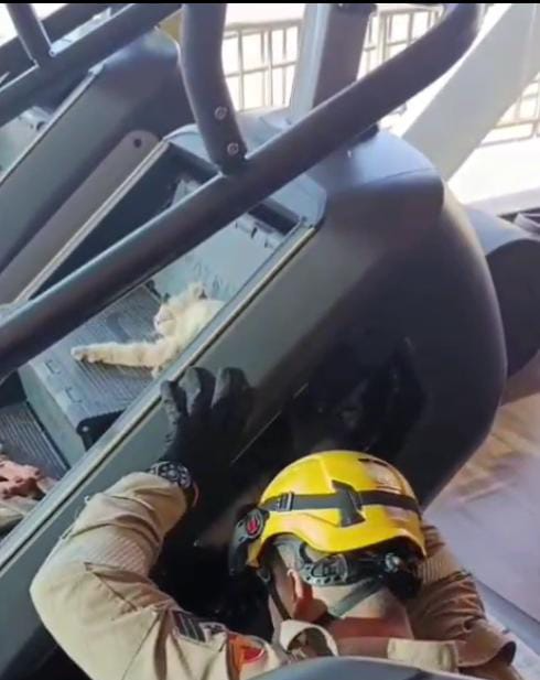 Bombeiros Resgatam Gato Preso em Equipamento de Academia em Aparecida de Goiânia 1 WhatsApp Image 2025 05 20 at 08.50.04