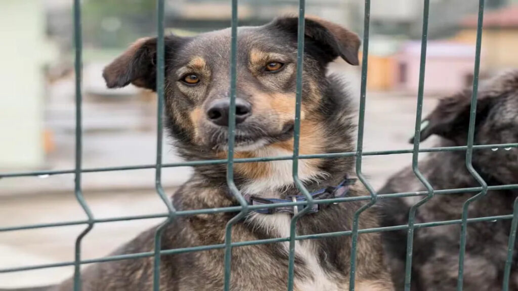 São Paulo aprova multa de até R$ 37 mil para quem mantiver cães e gatos acorrentados de forma inadequada 5 imagem 1 1 1 3