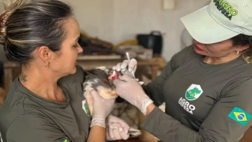 Goiás Intensifica Medidas de Prevenção à Gripe Aviária com Reunião Técnica e Decreto de Emergência 12 imagem 1 1 7