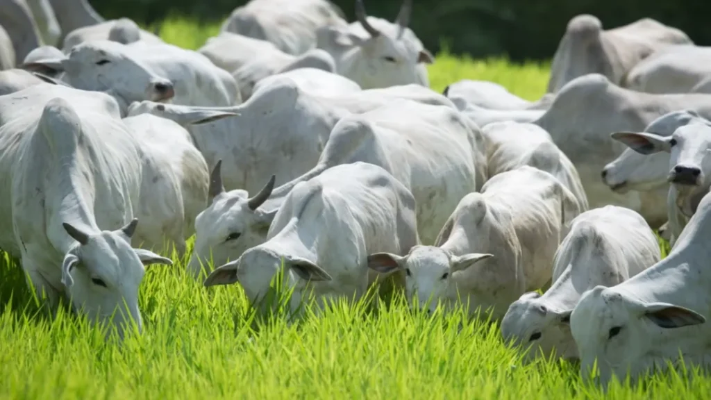 Brasil Recebe Certificado Como Zona Livre de Febre Aftosa Internacionalmente 1 Brasil certificado livre de febre aftosa
