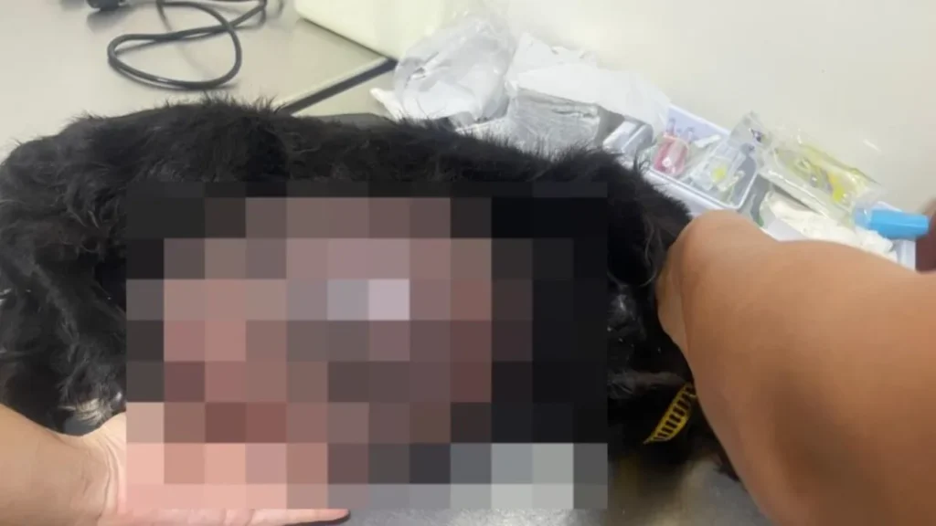 UPAVet Realiza Cirurgia Gratuita Para Remoção de Tumor de 3 Kg em Cadela Idosa 10 UPAVET faz cirurgia em cadela