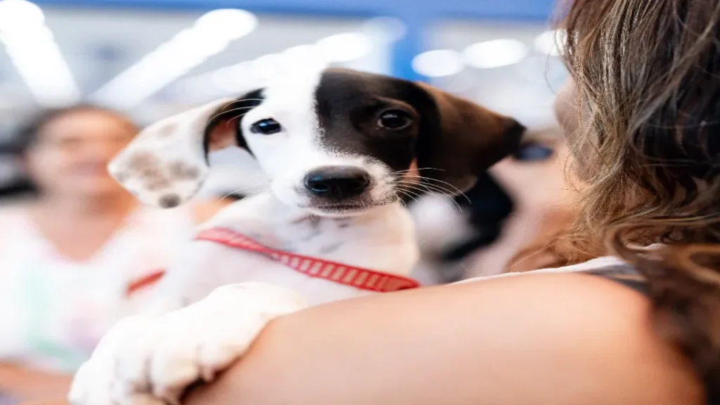 Passeio das Águas Shopping Realiza a 5ª Edição do Adota Pet com Cerca de 30 Animais para Adoção 5 Adote pets