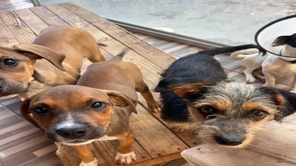 Shopping Cerrado Realiza Ação de Adoção Responsável com 35 Animais 4 Adote um pet