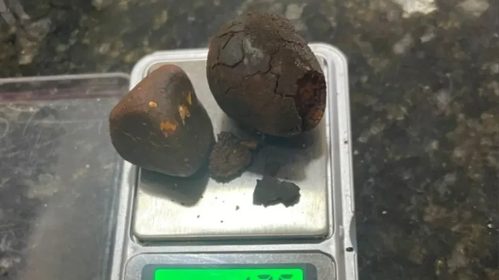 PCGO Apreende Pedras de Vesícula de Boi Avaliadas em R$ 1 Milhão em Aragarças 1 imagem 1 2025 05 19T074445.379