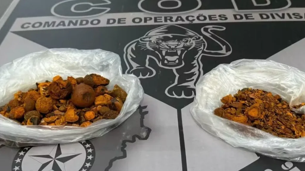 PCGO Apreende Pedras de Vesícula de Boi Avaliadas em R$ 1 Milhão em Aragarças 9 PCGO apreende pedras de boi