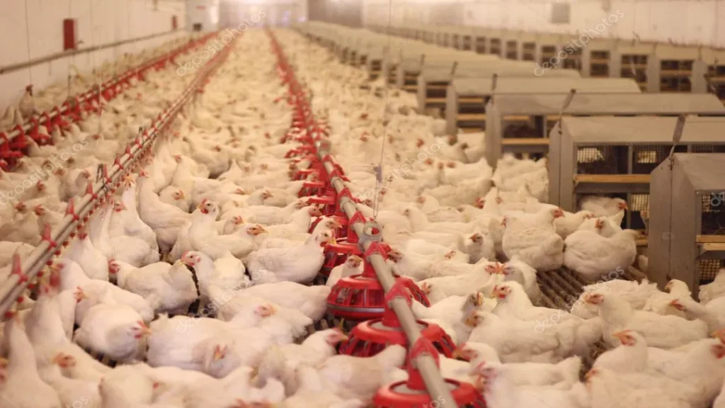 União Europeia e 9 países Suspendem Importação de Frango Brasileiro Por Risco de Gripe Aviária 9 Suspensão exportação galinhas