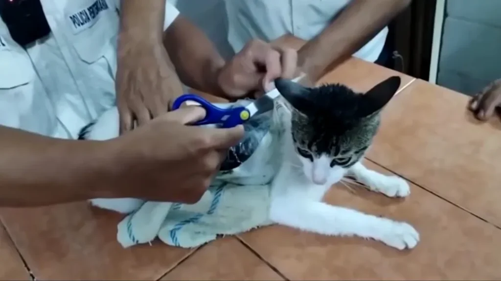Gato é Usado Para Contrabandear Drogas em Prisão na Costa Rica 4 Gato é apreendido contrabandeando drogas