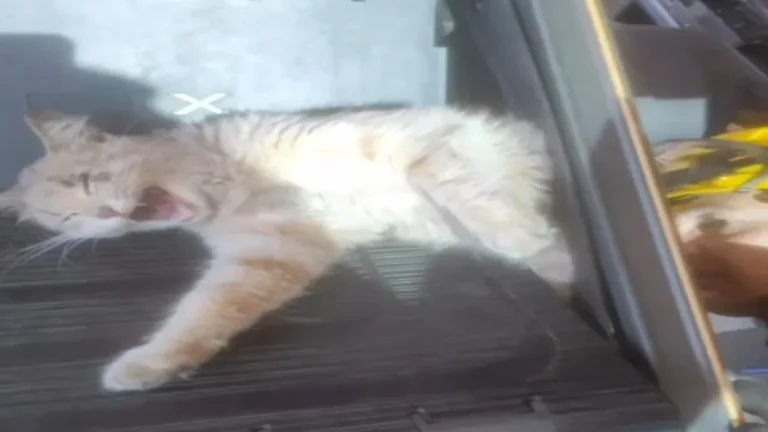 GATO RESGATADO ACADEMIA