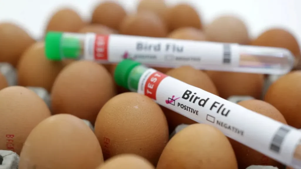 Gripe Aviária Não Deverá Impactar Preços de Frango e Ovos no Brasil 7 gripe aviaria não deve influenciar preço