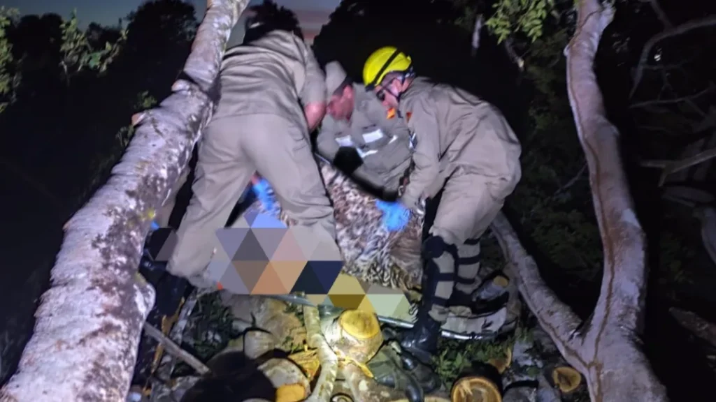 Homem Morre Após Ser Atingido Por Tronco de Árvore 7 Homem morre a ser atingido por tronco de árvore