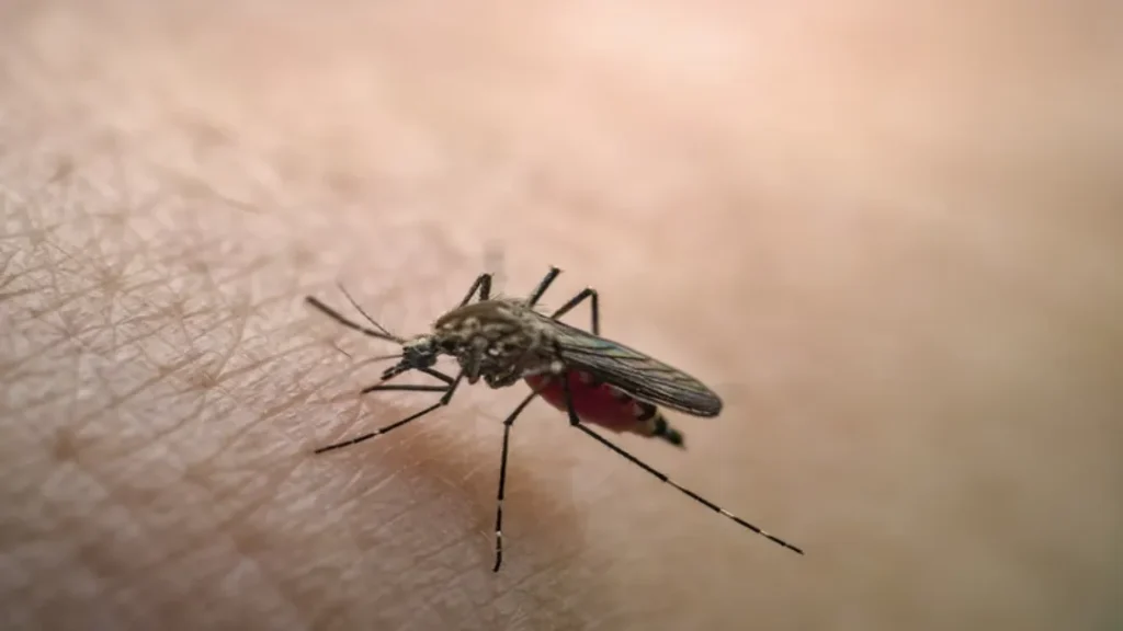 Casos de Febre Amarela Disparam nas Américas em 2025, Alerta OMS 7 Febre amarela aumenta