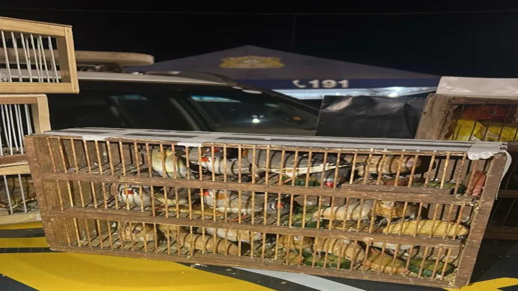 PRF Apreende 70 Pássaros Transportados Irregularmente em Ônibus Interestadual na BR-153 9 RF Apreende 70 Pássaros Transportados Irregularmente