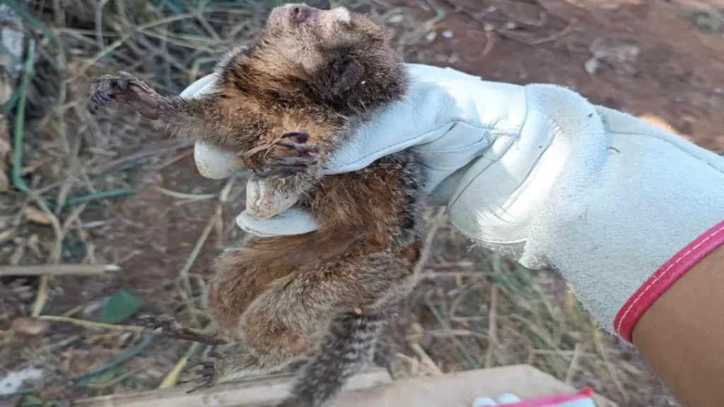 AMMA Realiza Resgate de Sagui e Outros Animais Silvestres em Goiânia 6 imagem 1 2025 05 22T100536.666