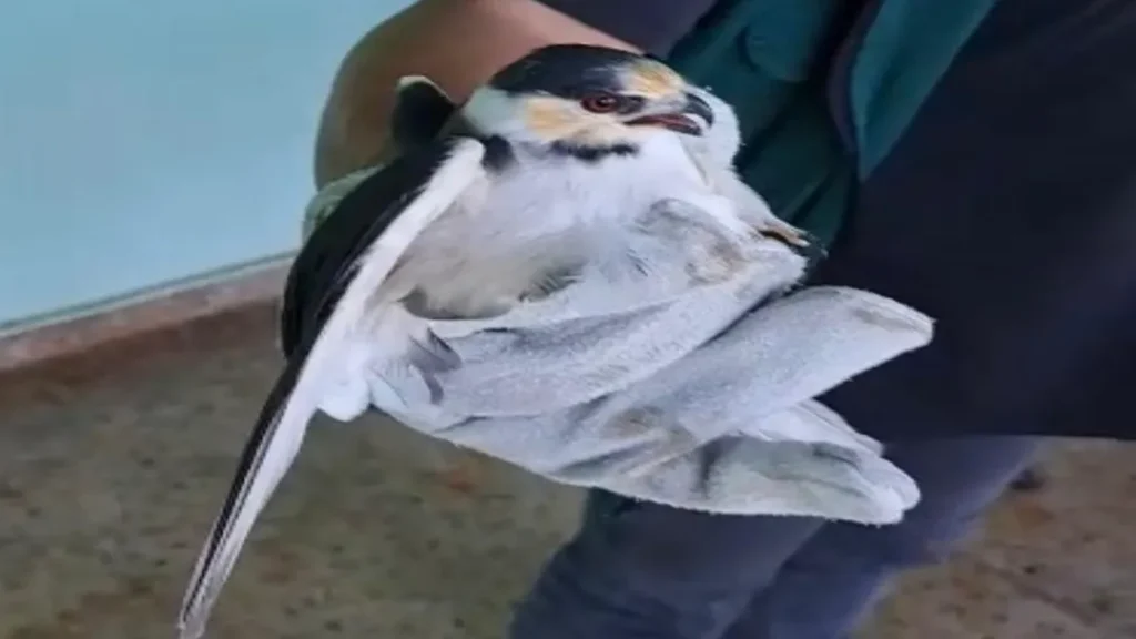 AMMA Realiza Resgate de Sagui e Outros Animais Silvestres em Goiânia 1 amma