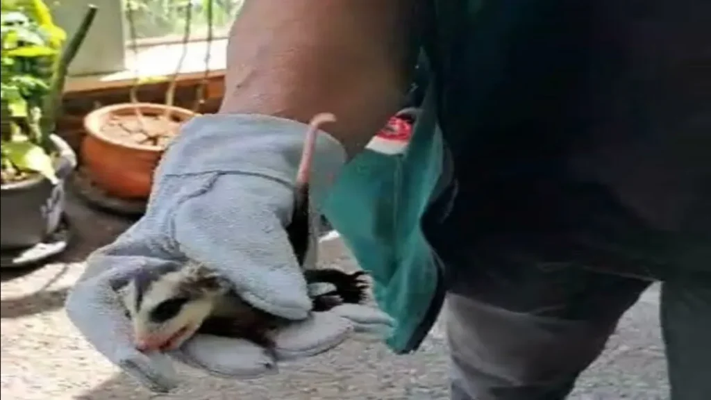 AMMA Realiza Resgate de Sagui e Outros Animais Silvestres em Goiânia 2 amma