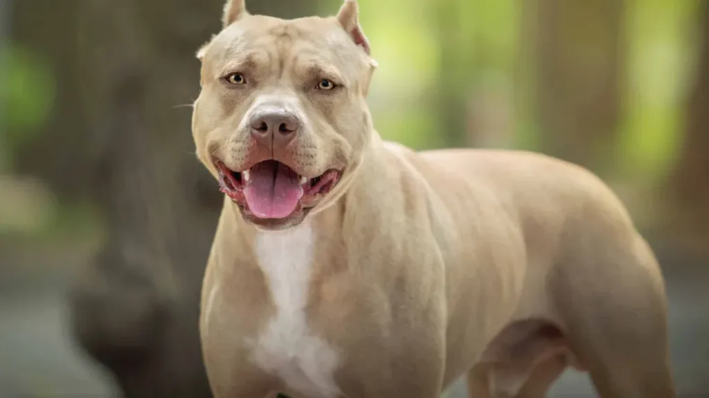 Bebê de 10 Meses Morre Após Ataque de Pitbull 1 Bebê de 10 meses morre após ataque de pitbull