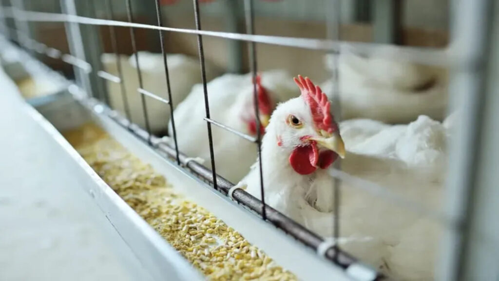 China suspende compra de frango brasileiro após caso de gripe aviária no RS 7 imagem 1 3 1