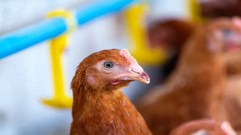 Brasil Intensifica Ações Contra Gripe Aviária em Meio a Casos Suspeitos em Cinco Estados 4 imagem 1 4 1 1
