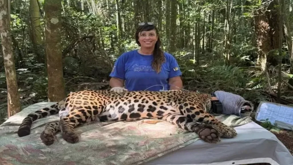 Bióloga Brasileira Recebe "Oscar Verde" Por Seu Trabalho com Onças-Pintadas na Mata Atlântica 5 Bióloga Brasileira Recebe o Whitley Prize por seu Trabalho com Onças-Pintada