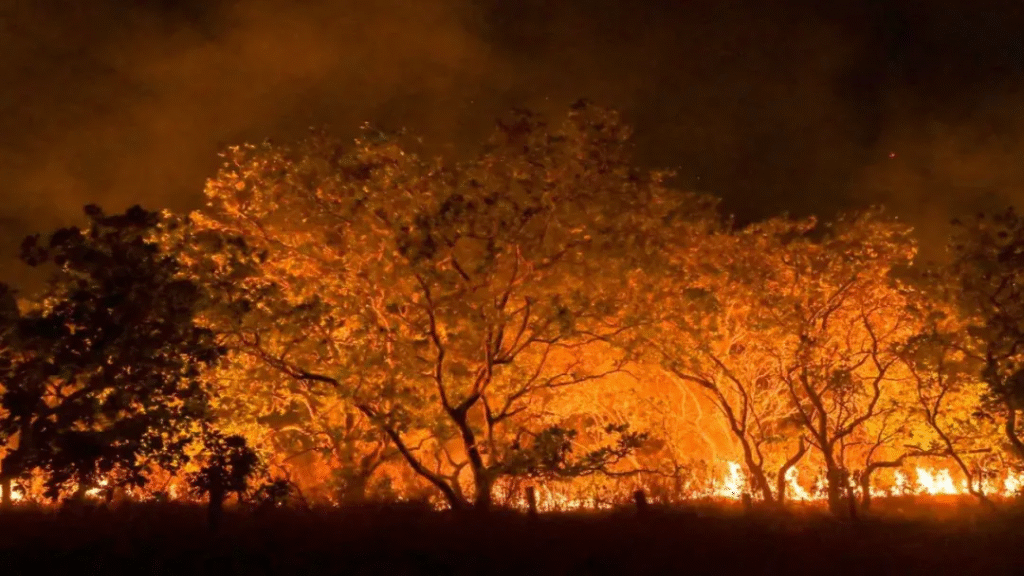 Goiás realiza primeira reunião do Comitê de Gestão de Incêndios Florestais na próxima quarta (14) 5 imagem 1 5
