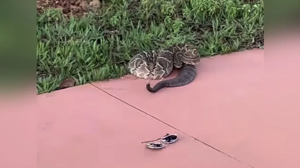 Corretora de Imóveis é Picada por Cobra Cascavel em Anápolis 9 Mulher é picada por cobra cascavel