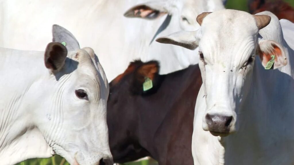 Brasil Registra Crescimento Recorde nas Exportações de Carne Bovina para EUA e China em Abril de 2025 5 pecuaria boi parana scaled 1