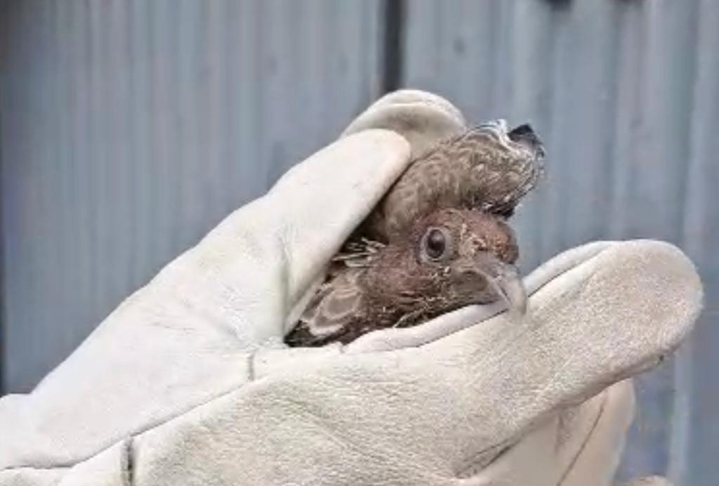 Alerta em Goiânia: AMMA recomenda que população evite contato com aves doentes e acione equipes especializadas 7 Foto: Divulgação/Amma