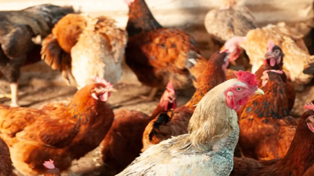 Agrodefesa descarta Influenza Aviária em aves de subsistência em Montes Claros de Goiás 4 Foto: Divulgação/Agrodefesa