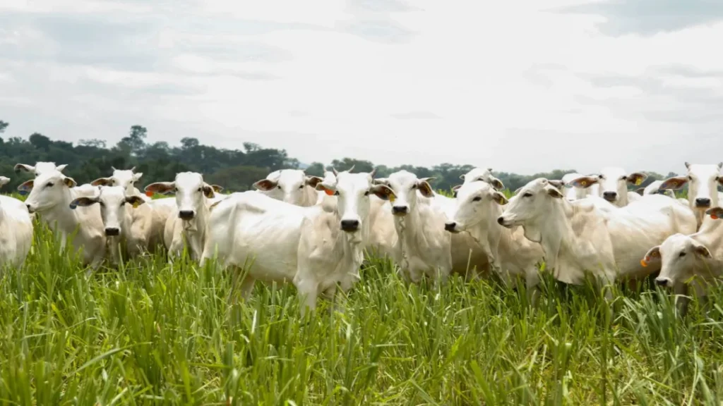 Goiás quebra recordes no abate e exportação de carne bovina no início de 2025 10 Foto: Lucas Eugênio/Divulgação