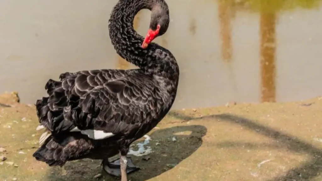 Zoológico de Goiânia é Fechado Para Investigação de Gripe Aviária Após Morte de Cisne Negro 7 Zoológico de Goiânia´é fechado suspeita gripe aviária