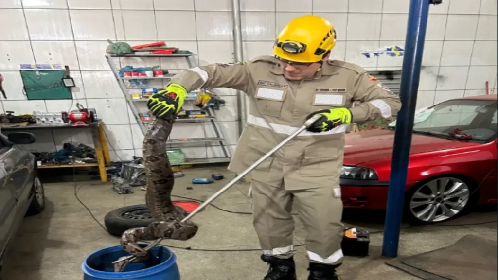 Bombeiros de Trindade Resgatam Jiboia de Mais de Um Metro em Oficina Mecânica 1 BOMBEIROS RESGATAM JIBOIA DE OFICINA EM TRINDADE