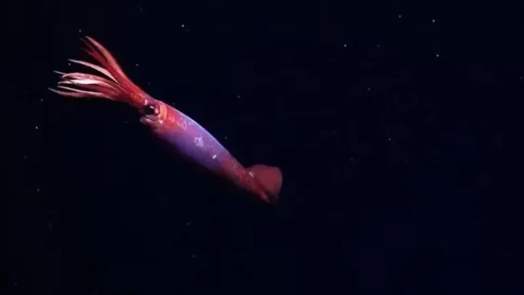 Cientistas Registram Pela Primeira Vez Lula Rara das Profundezas do Oceano Antártico; Veja Vídeo 2 Cientistas registram pela primeira vez lula rara das profundezas do Oceano Antártico