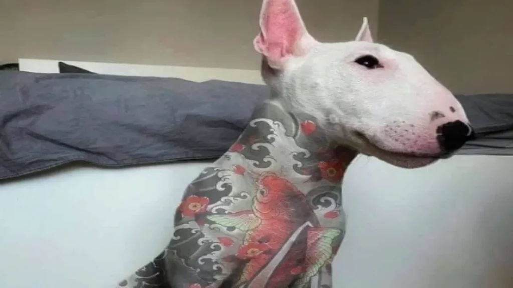 Nova Lei Federal Proíbe Tatuagens e Piercings em Cães e Gatos, Com Penas Severas 8 Nova lei federal proíbe tatuagens e piercings em cães e gatos, com penas severas
