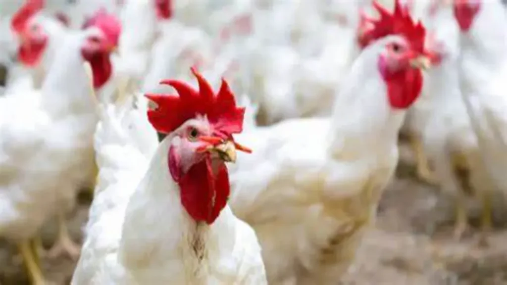 África do Sul Retira Restrições à Importação de Frango Brasileiro Após Fim da Gripe Aviária no País 5 África do Sul retira restrições à importação de frango brasileiro