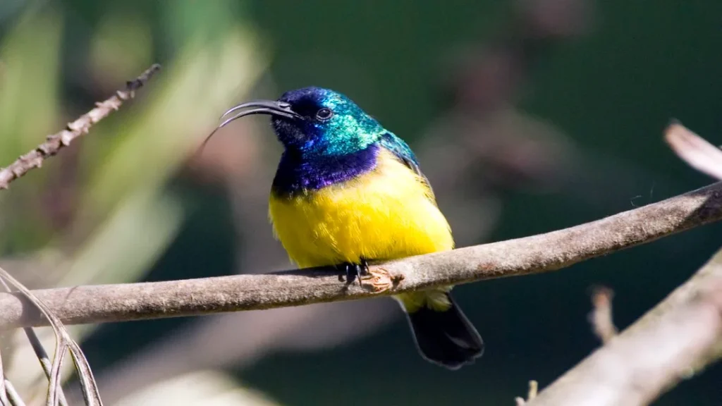Mais de 500 Espécies de Aves Podem ser Extintas Até o Final do século 9 Mais de 500 espécies de aves podem ser extintas até o final do século