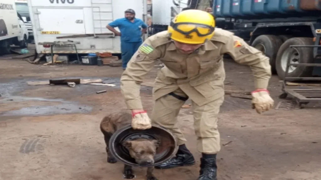 Cadela Fica Presa em Roda de Caminhão e Mobiliza Equipe do Corpo de Bombeiros 4 Cadela Fica Presa em Roda de Caminhão e Mobiliza Equipe do Corpo de Bombeiros